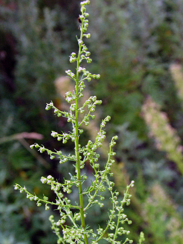 Artemisia annua / Assenzio annuale